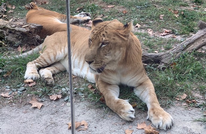 野生動物園玻璃破裂實為高溫導致，鋼化玻璃的高低溫試驗有多重要？